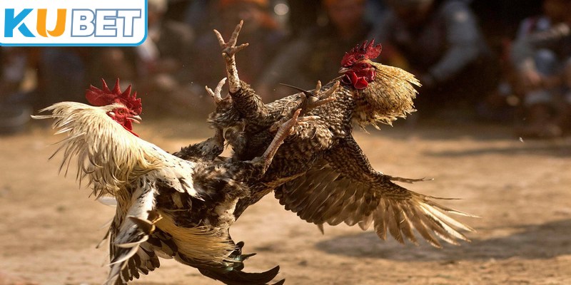 Thông tin trước và sau trận là phần quan trọng trong chuyên mục